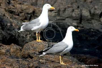 Un paseo con ensoñación en el inicio del verano por la costa de Telde (Reportaje gráfico Jesús Ruiz Mesa)